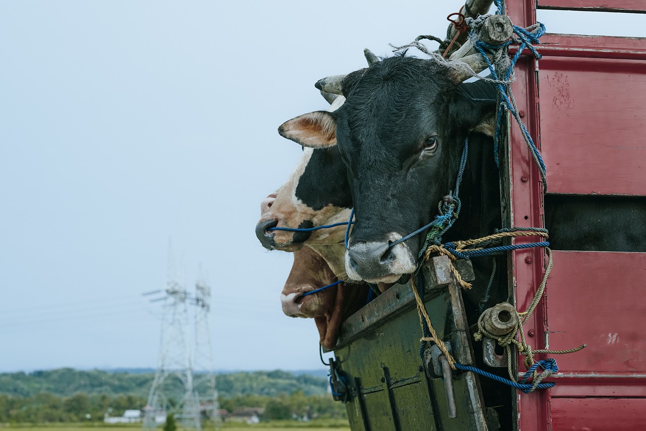 Navigating Shipping Fever in Cattle Causes, Prevention, and Management Strategies Veterinary