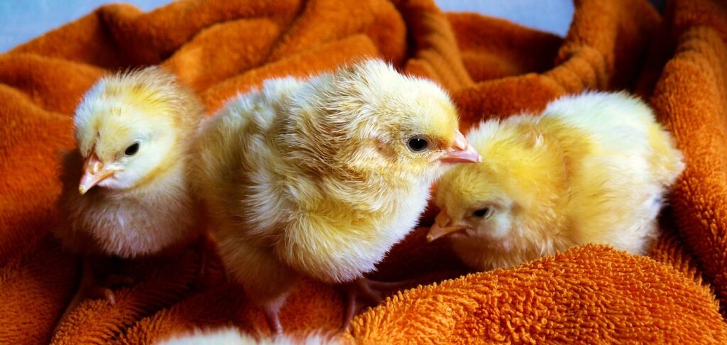Brooder Temperature Requirements in Young Chicks