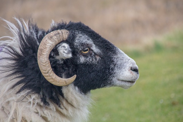 sheep breeding