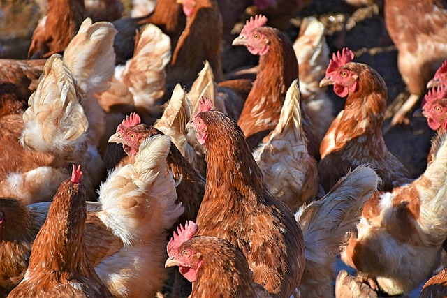 a group of chickens in a field