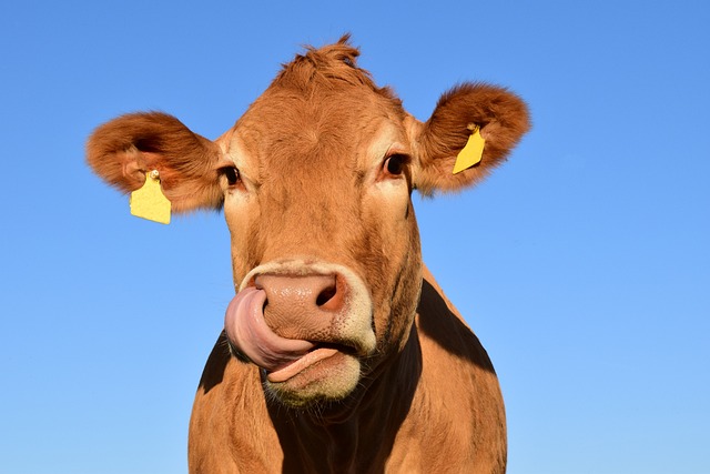 a cow sticking its tongue out