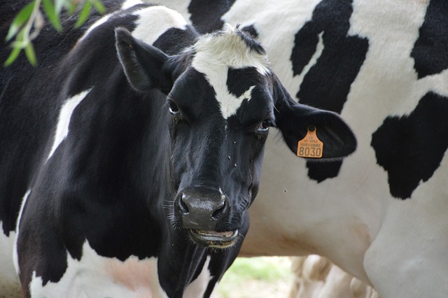 a cow with a yellow tag