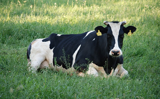 a cow lying in the grass